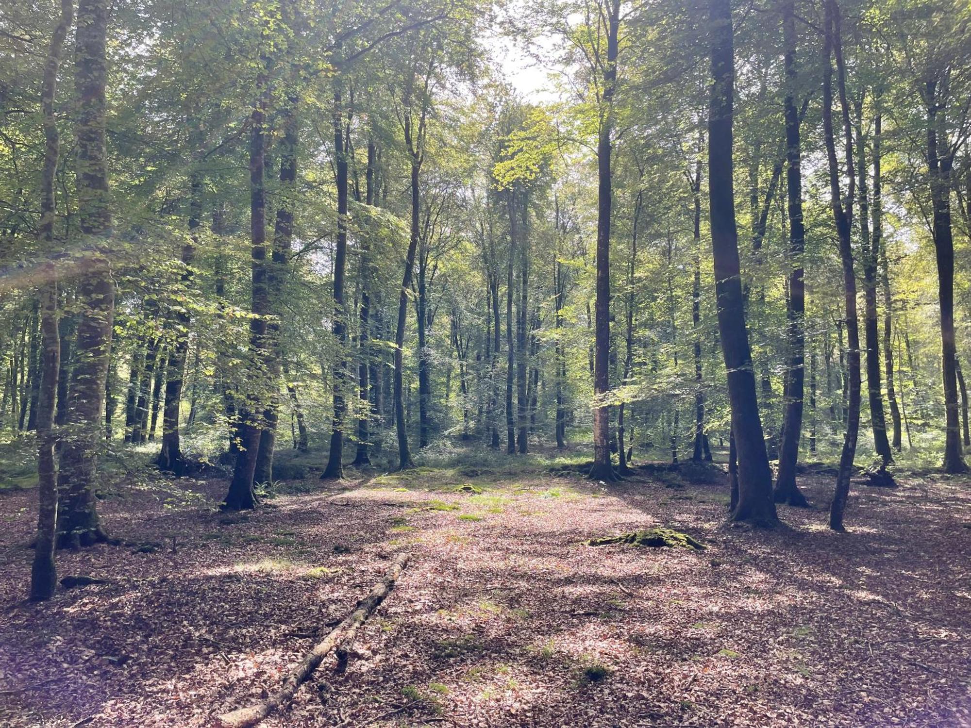 Les Maisons Des Halles Cerisy-la-Foret Bagian luar foto