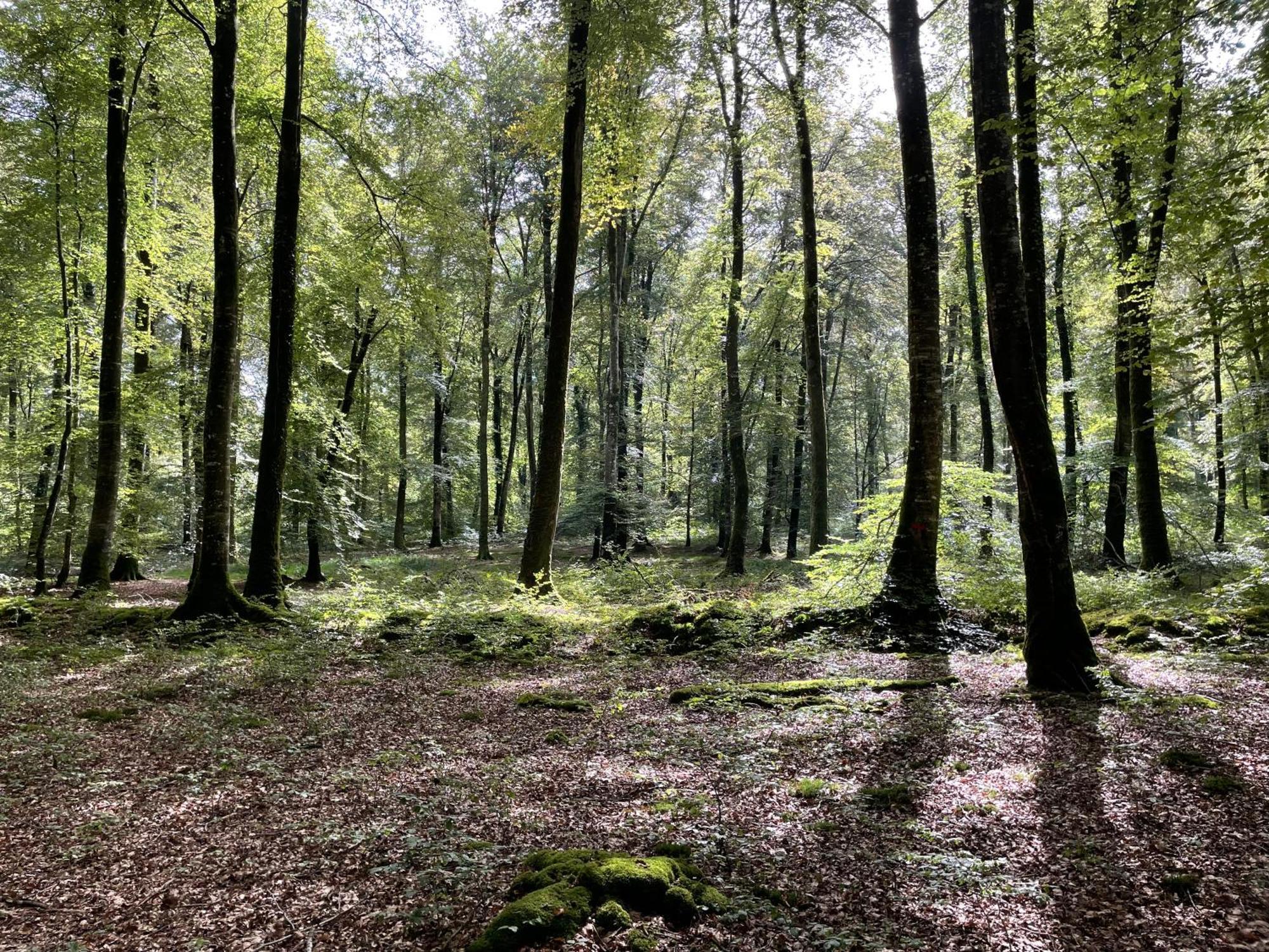 Les Maisons Des Halles Cerisy-la-Foret Bagian luar foto